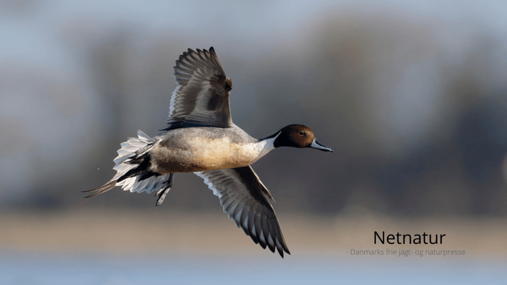 USA lancerer flere nye jagtarealer