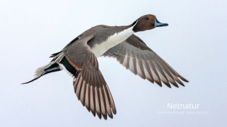 Spidsanden - primært en vestjysk trækgæst