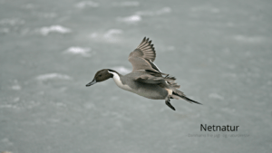 Fiskeriterritoriet og reservater - hvad er reglerne?