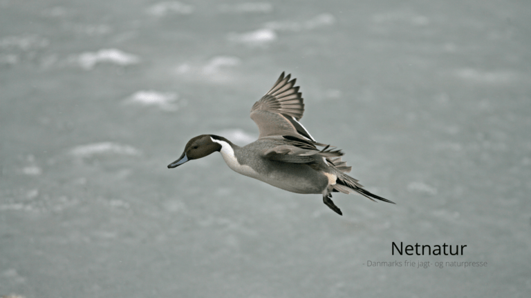 Fiskeriterritoriet og reservater - hvad er reglerne?