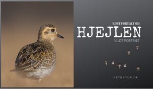 Hjejlen – fra dansk ynglefugl til trækgæst Hjejlen