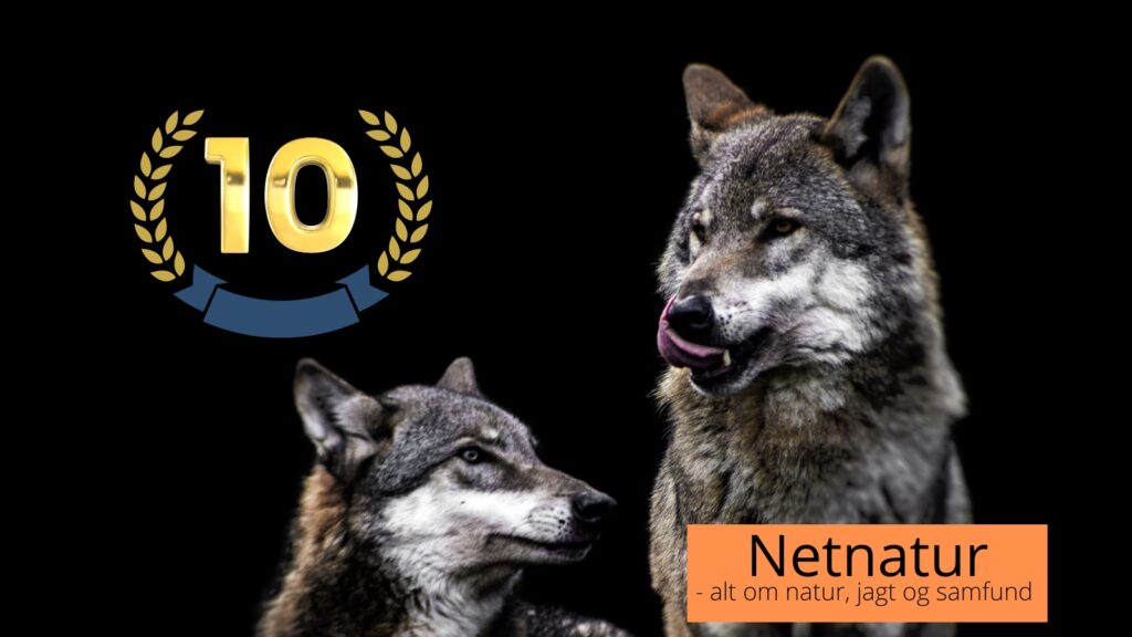 10 år med ulv i Danmark