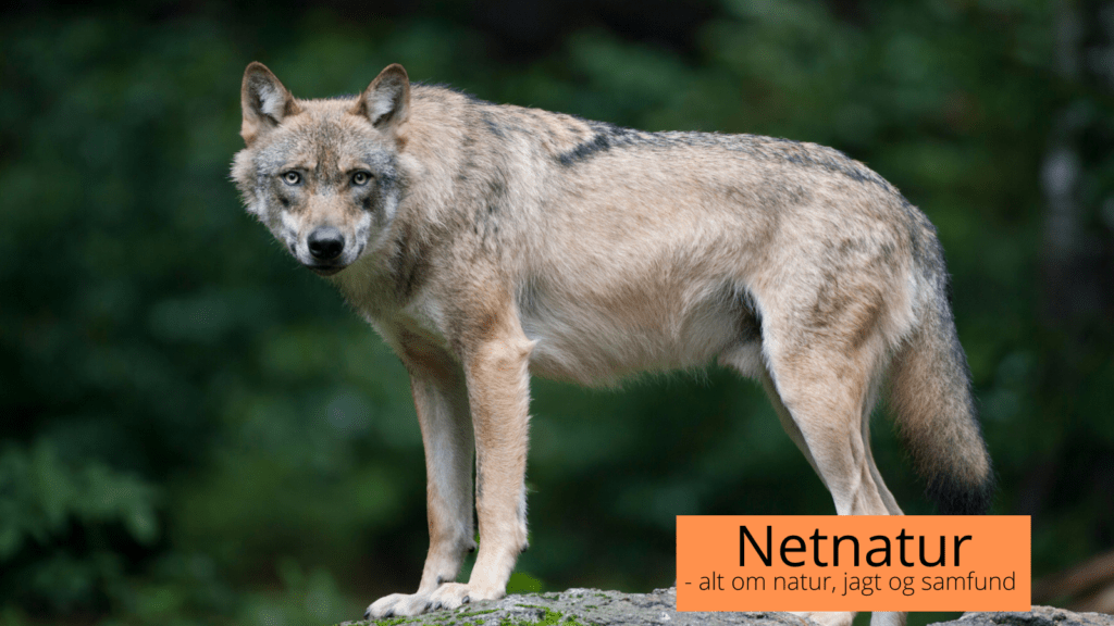 GPS-halsbånd på mærket ulv defekt