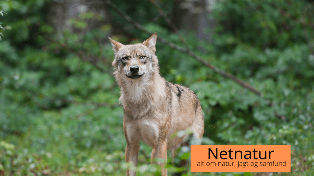 Tredive ulve i Danmark i 3. kvartal 2022