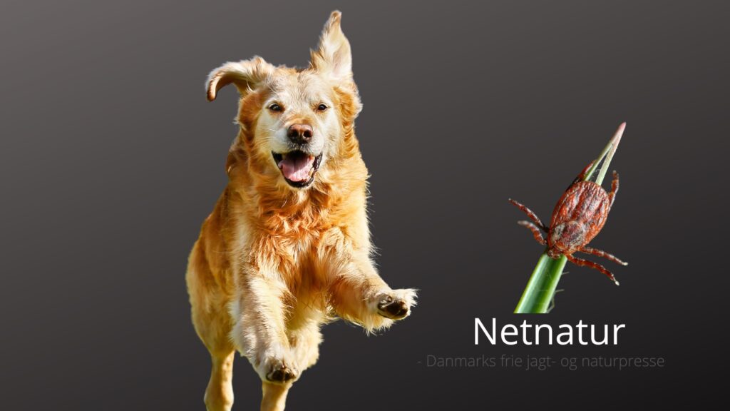 Engflåt: Hvor farlig er den? Engflåt: Hvor farlig er den?