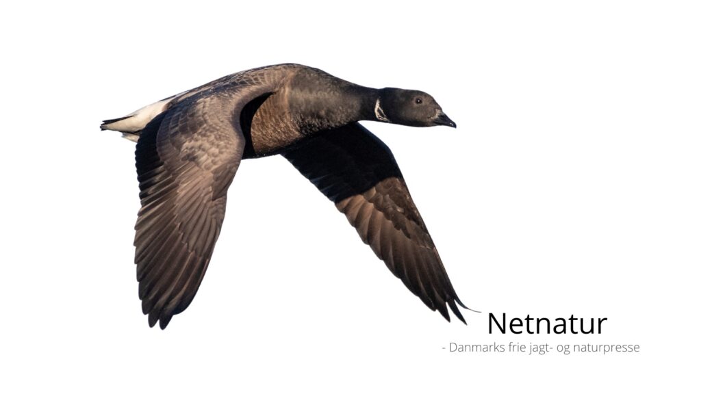 Femårig særfredning blev en totalfredning