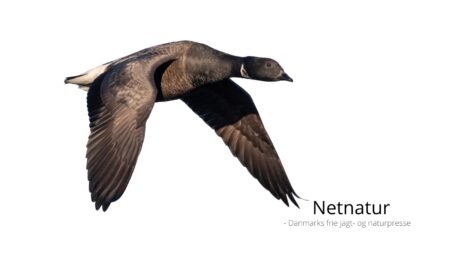 Femårig særfredning blev en totalfredning