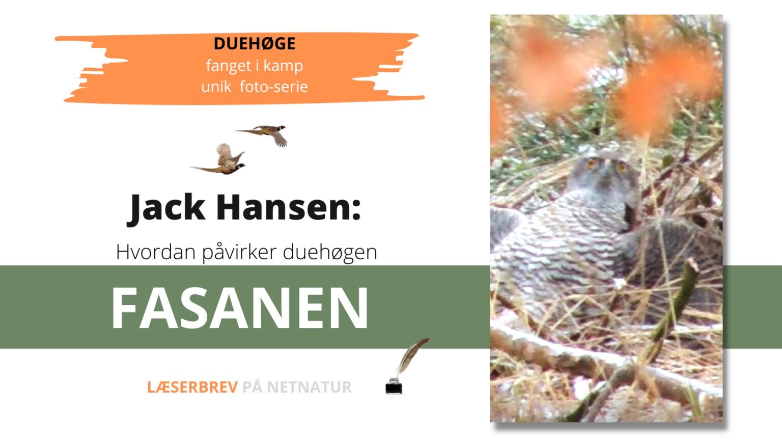 duehøg i kamp