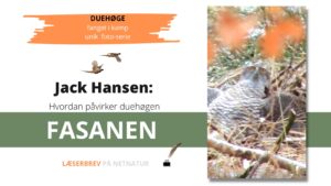 duehøg i kamp