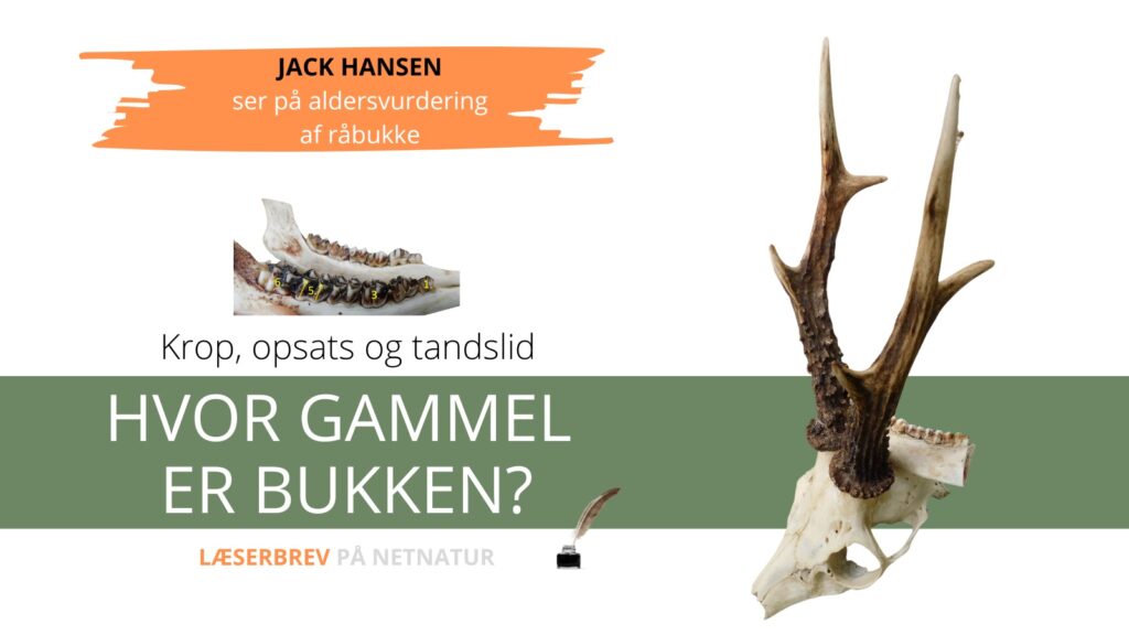 Bukkes aldre bedømt på tænder og opsatser