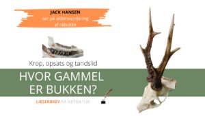 Bukkes aldre bedømt på tænder og opsatser