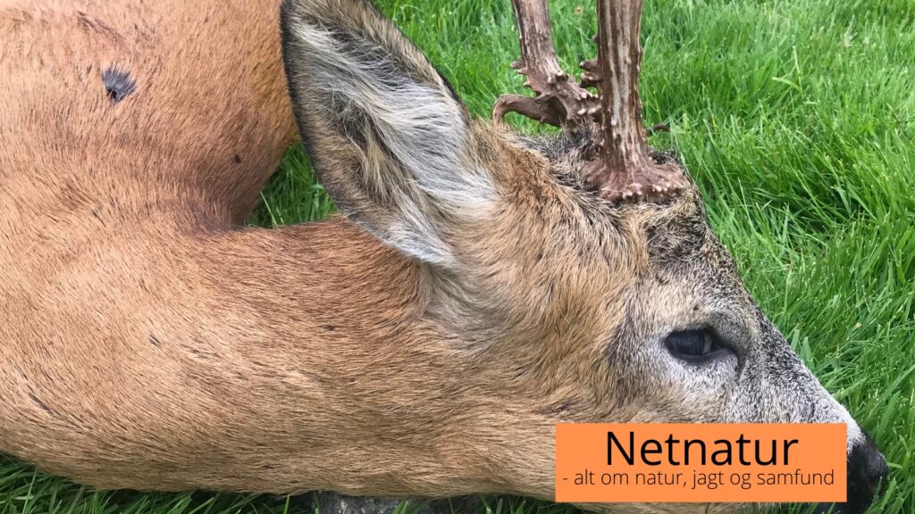 Bukkejagt med to gange personlig rekord