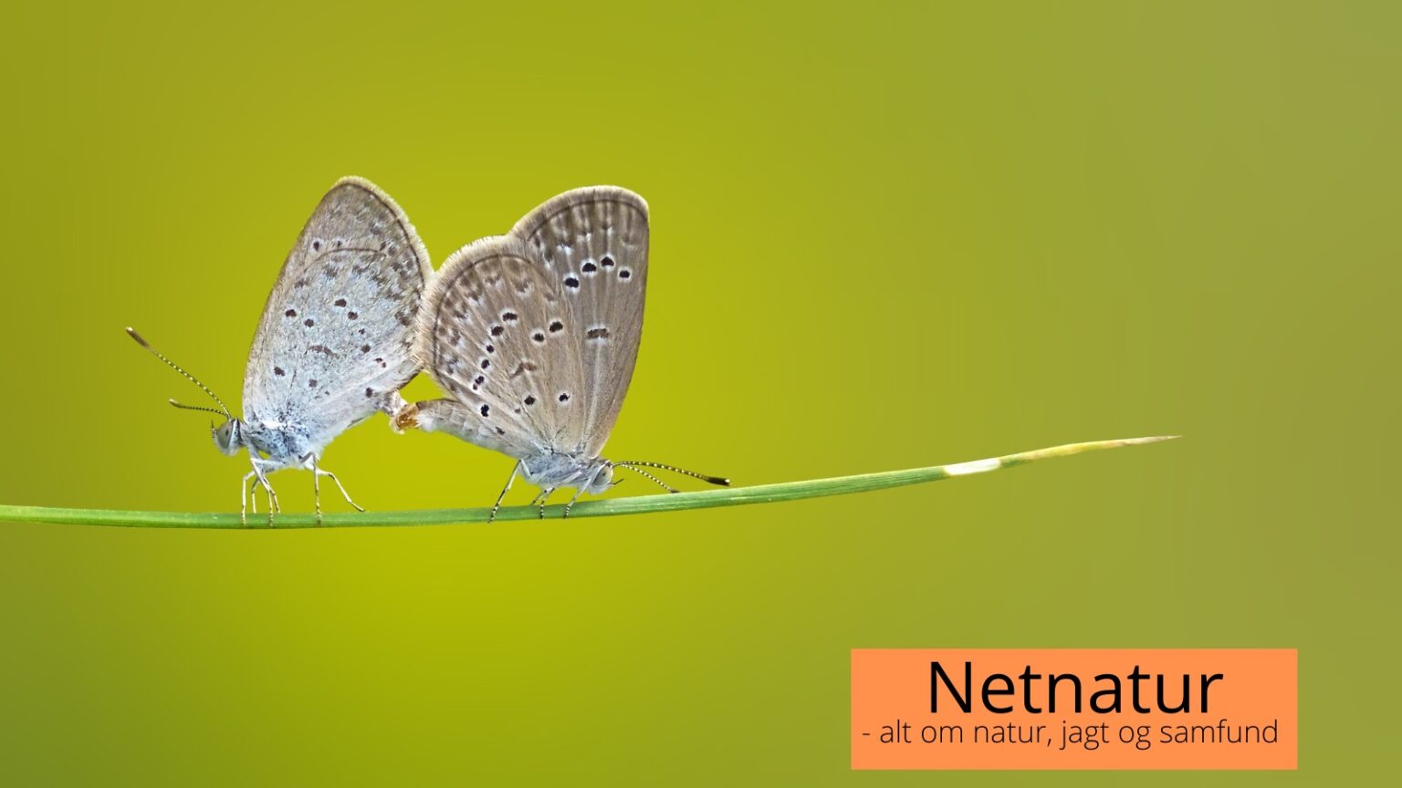 30% beskyttet natur: Her kan det udlægges