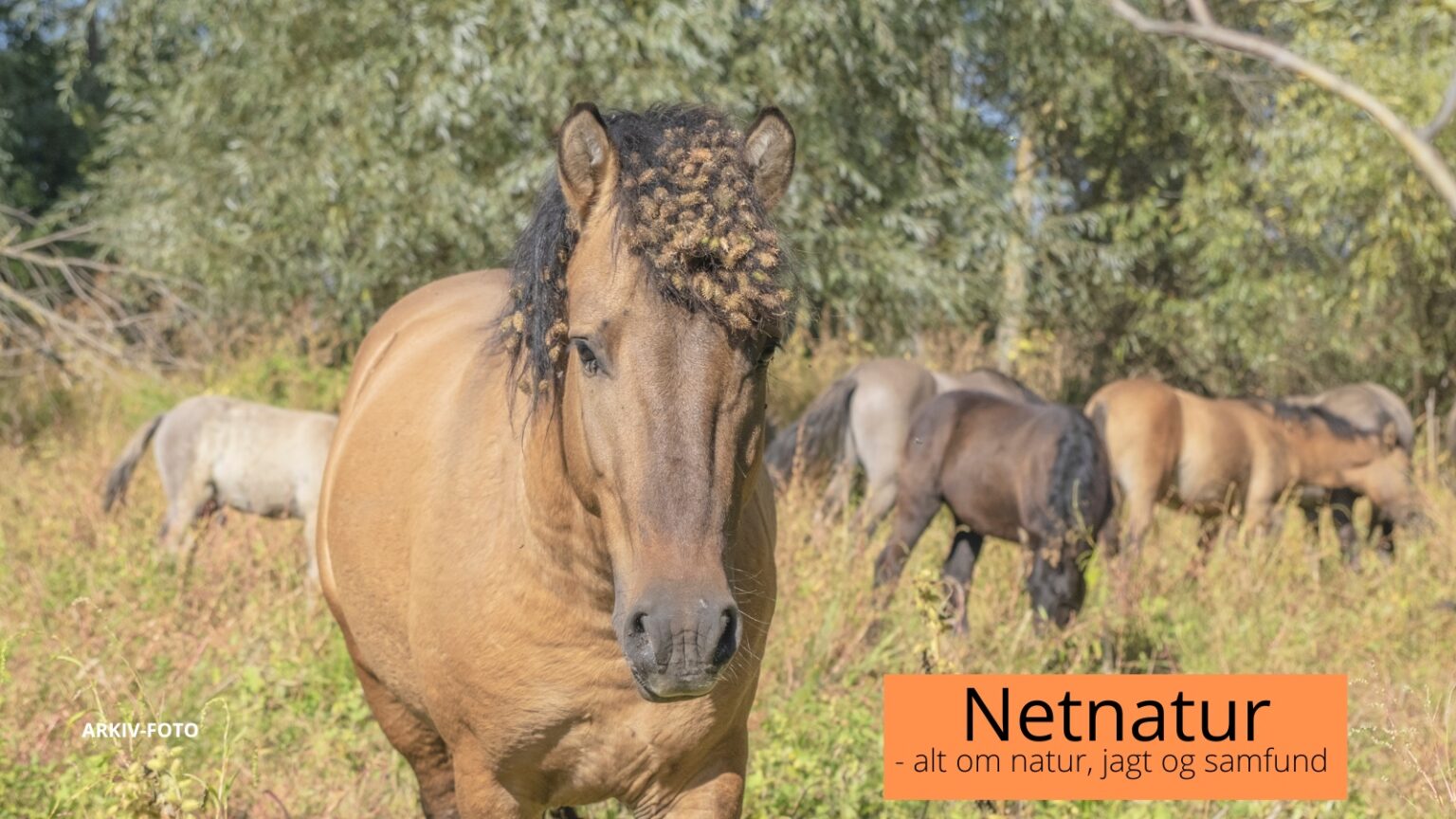 Rewilding netnatur