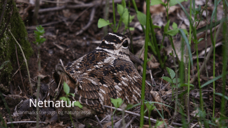 Skovsneppen måske mindre mystisk end sit rygte