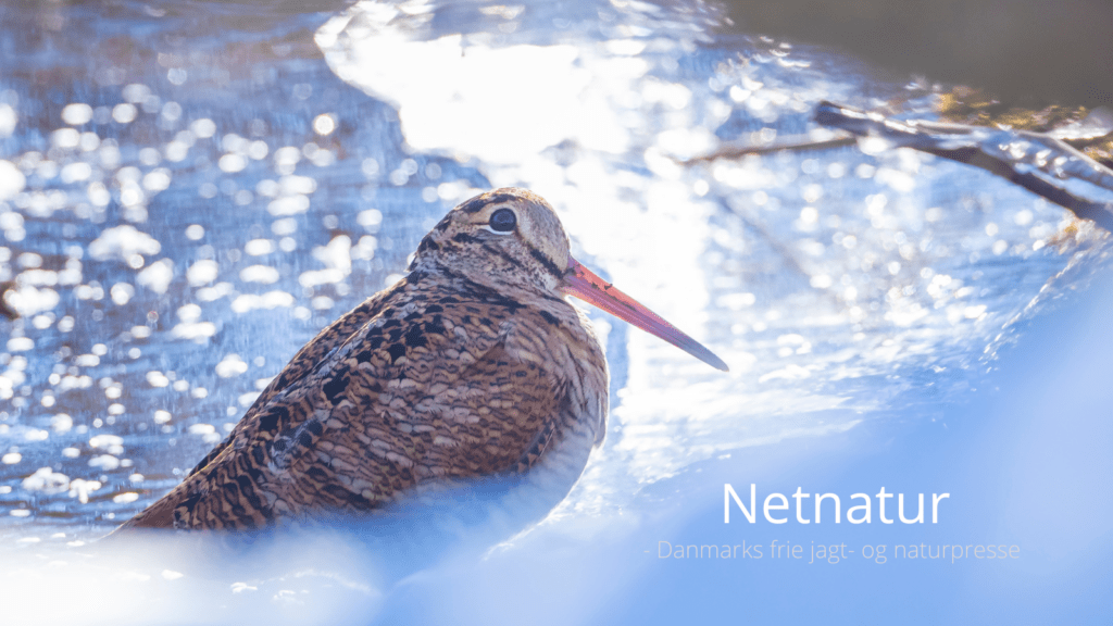 Sneppebestand - så mange snepper er der måske 