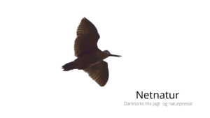 Skovsneppen – en troldfugl med slingrekurs Skovsneppen - en troldfugl med slingrekurs