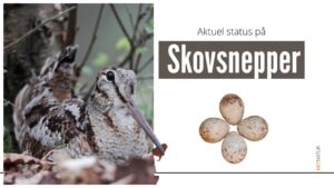 Sæson for Skovsnepper