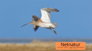 Stor regnspove jagttid