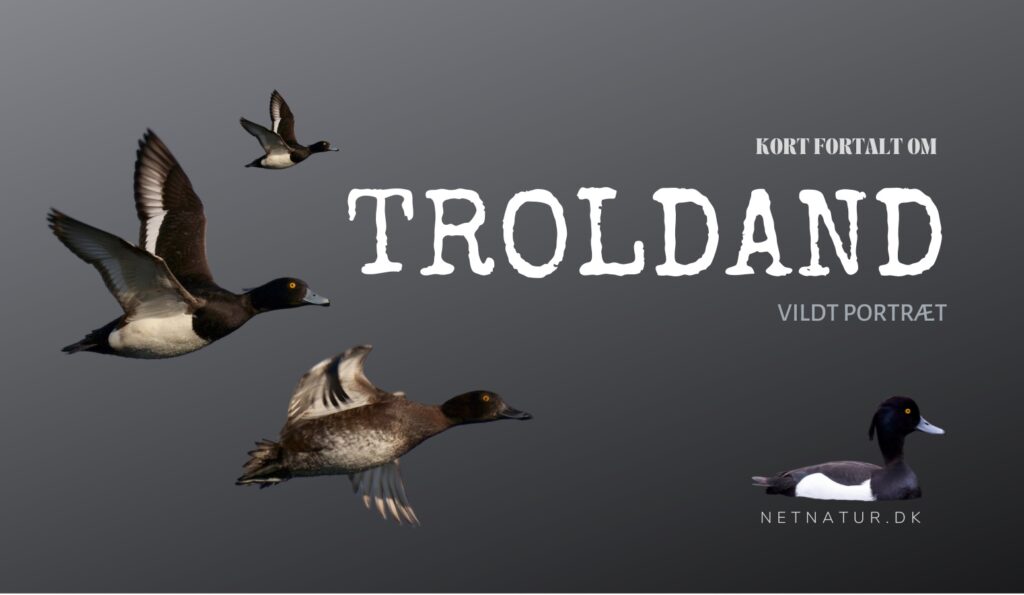 Troldanden - en talrig vinter-logerende