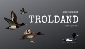 Troldanden – en talrig vinter-logerende Troldanden - en talrig vinter-logerende