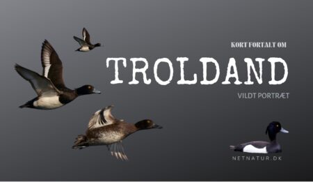 Troldanden - en talrig vinter-logerende