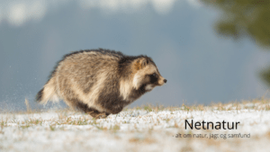 Mårhund: Sådan kender du dens spor