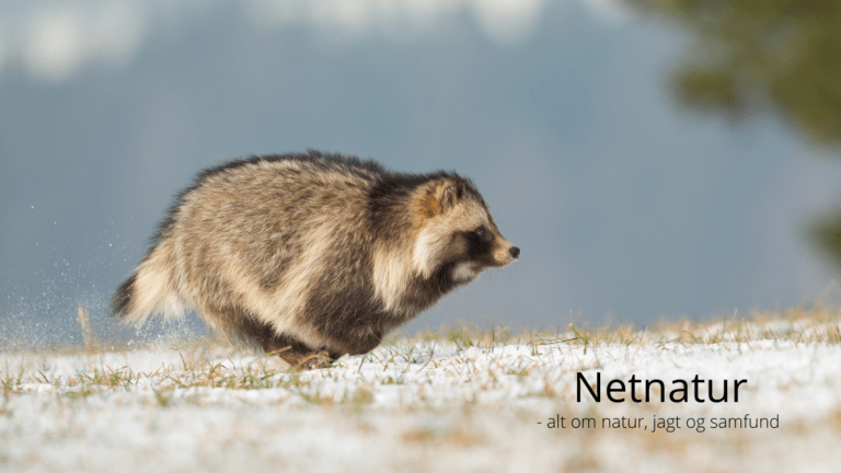Mårhund: Sådan kender du dens spor