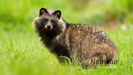 Mårhund lyd og stemme