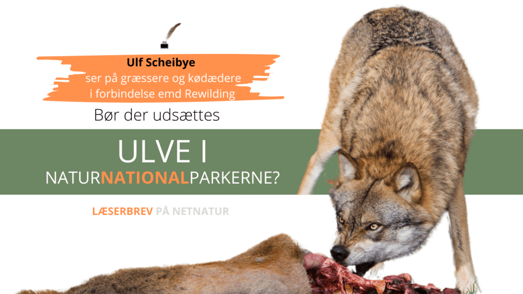 Ulf Scheibye om ulv, bjørn og Rewilding i Danmark