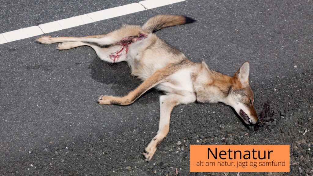 Skyder jægere ulve?