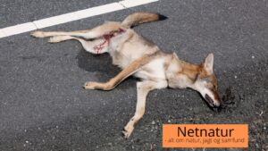 Skyder jægere ulve?