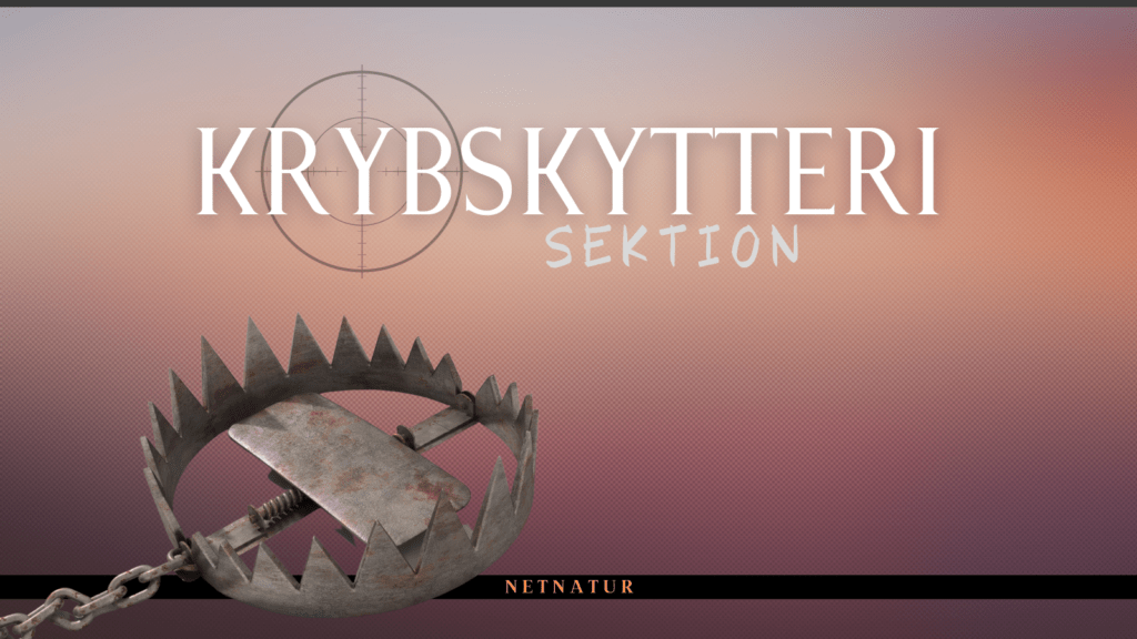 Krybskytteri