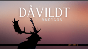 dåvildt