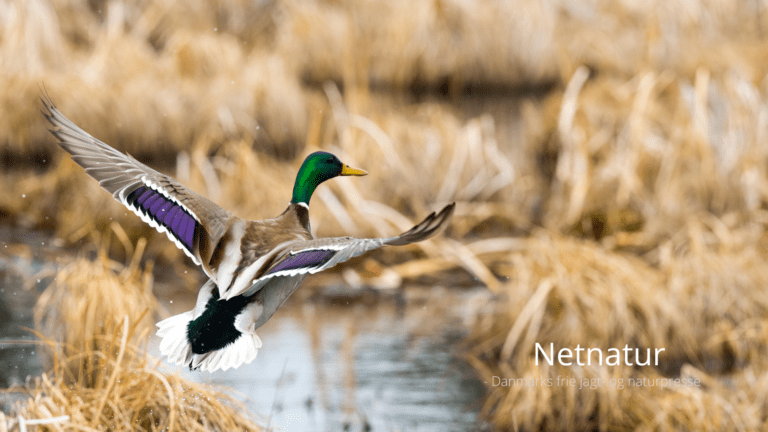 Gråand: Vildtudbytte er nu historisk lavt
