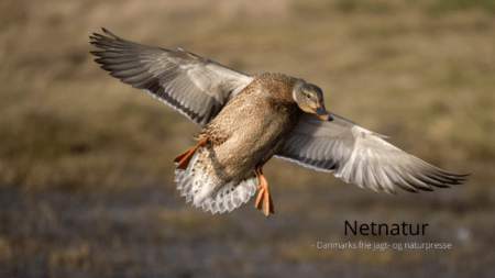 Hvad sker der med fugleinfluenza?