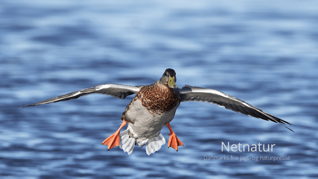 Langtidsstegt-vildand