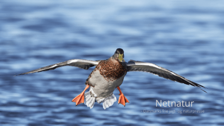 Langtidsstegt-vildand
