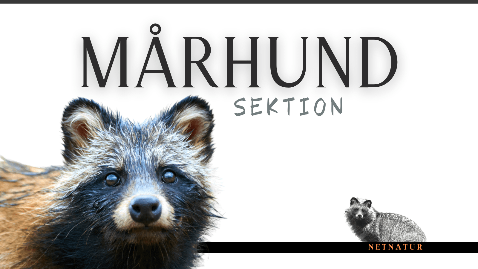 Mårhund