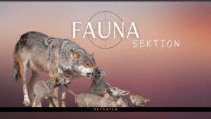 Fauna