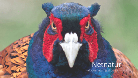 Udsætning af fasaner nærmer sig milepæl Fasanudsætning -