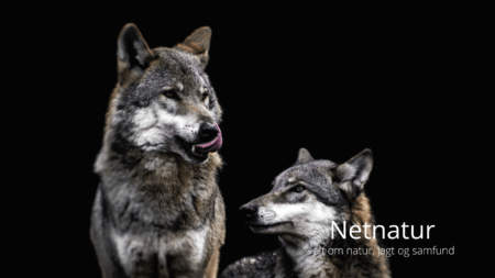 Nyt ulvepar i Danmark