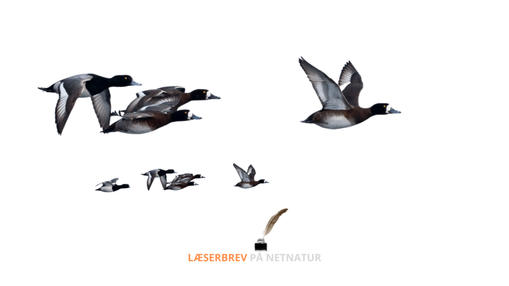 Jagten kan ikke undværes