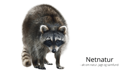 Vaskebjørn – antal nedlagte