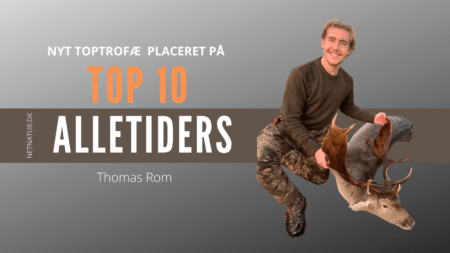 dåhjort store vildmose - top 10 Netnatur