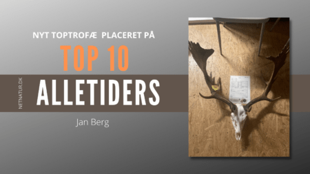 Dåhjort over 200 CIC point