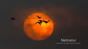 Sædgåsen – vintergæst i både øst og vest Sædgåsen - vintergæst i både øst og vest