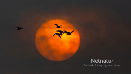 Sædgåsen - vintergæst i både øst og vest