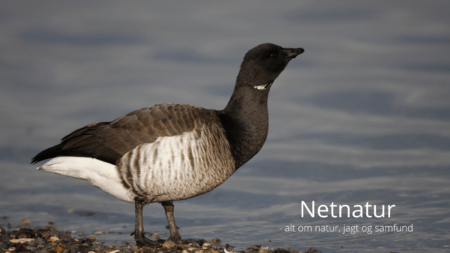 Lysbuget knortegås – fast feriegæst fra Svalbard Lysbuget knortegås - fast feriegæst fra Svalbard