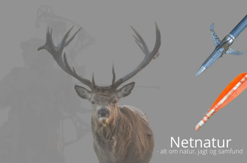 EU proces forsinker buejagt på større hjorte i 2023